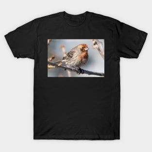 Mr. finch T-Shirt